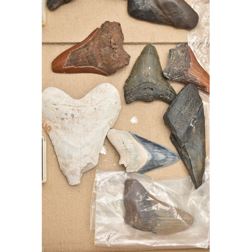 128 - NATURAL HISTORY INTEREST, a box of assorted fossilised marine animal teeth believed to be mostly exa... 