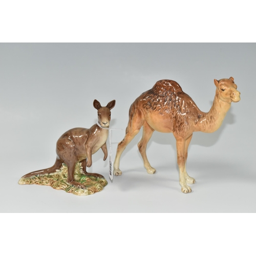 368 - TWO BESWICK ANIMALS, comprising a Kangaroo 1160 and Camel 1044 (2) (Condition Report: a small chip t... 