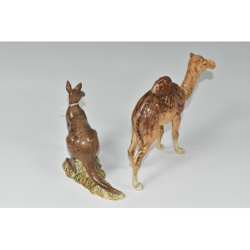 368 - TWO BESWICK ANIMALS, comprising a Kangaroo 1160 and Camel 1044 (2) (Condition Report: a small chip t... 