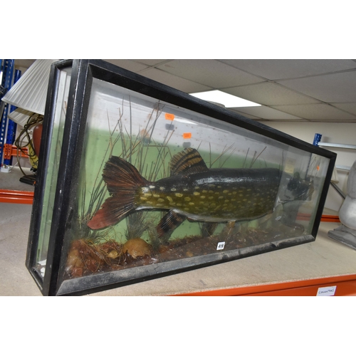 419 - A LARGE TAXIDERMY TROPHY PIKE, naturistically mounted, in an ebonised glazed case 117cm x 41cm, dept... 