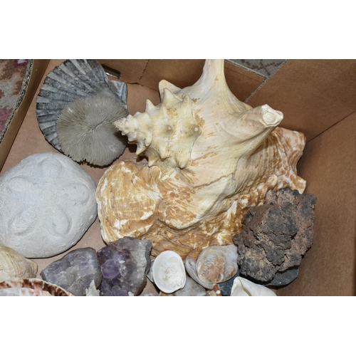 502 - A BOX OF SEASHELLS, including a conch shell, scallop shells, together with a small quantity of cryst... 