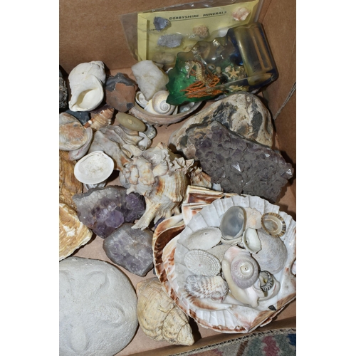 502 - A BOX OF SEASHELLS, including a conch shell, scallop shells, together with a small quantity of cryst... 