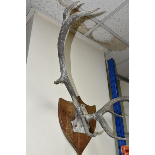 552 - A MOUNTED SET OF RED DEER ANTLERS, eight points on a wooden shield shaped mount (1) (Condition Repor... 