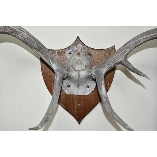 552 - A MOUNTED SET OF RED DEER ANTLERS, eight points on a wooden shield shaped mount (1) (Condition Repor... 