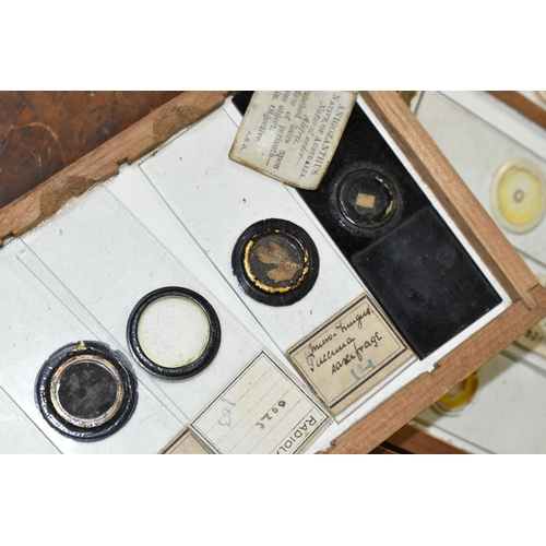 425 - A COLLECTION OF VICTORIAN AND EARLY 20TH CENTURY MICROSCOPE SLIDES IN A FITTED WOODEN BOX, the slide... 