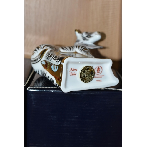 386 - A BOXED ROYAL CROWN DERBY 'ZEBRA BABY' PAPERWEIGHT, with gold stopper, red printed backstamp and dat... 