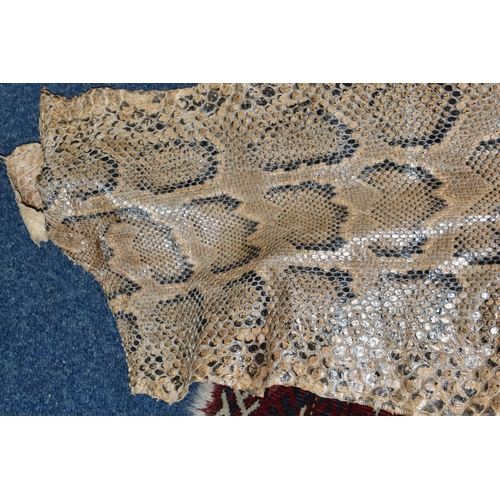 459 - A ROLLED SNAKE SKIN, possibly a python, length approximately 310cm in length and 50cm in width (Cond... 