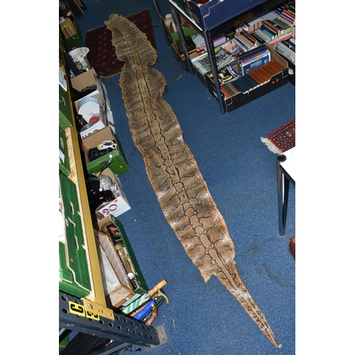 459 - A ROLLED SNAKE SKIN, possibly a python, length approximately 310cm in length and 50cm in width (Cond... 