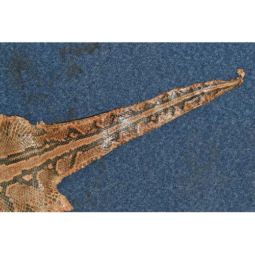 459 - A ROLLED SNAKE SKIN, possibly a python, length approximately 310cm in length and 50cm in width (Cond... 