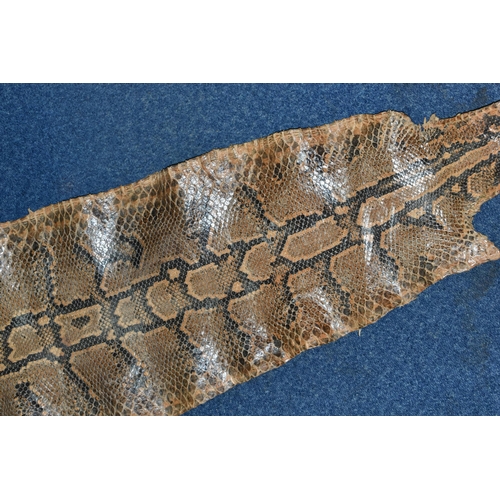 459 - A ROLLED SNAKE SKIN, possibly a python, length approximately 310cm in length and 50cm in width (Cond... 