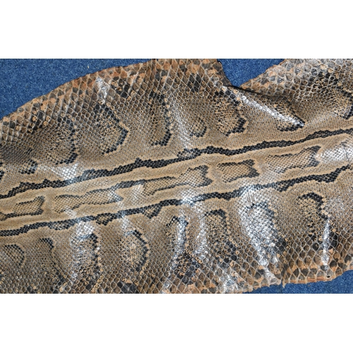 459 - A ROLLED SNAKE SKIN, possibly a python, length approximately 310cm in length and 50cm in width (Cond... 