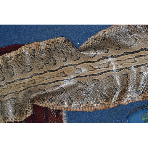 459 - A ROLLED SNAKE SKIN, possibly a python, length approximately 310cm in length and 50cm in width (Cond... 