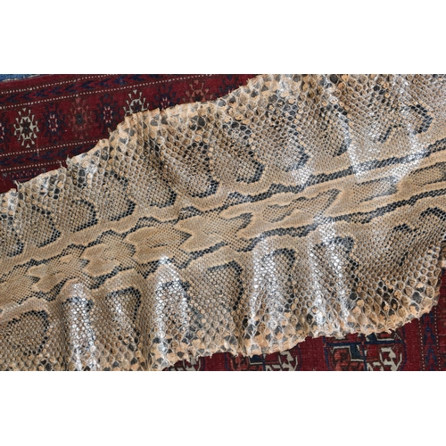 459 - A ROLLED SNAKE SKIN, possibly a python, length approximately 310cm in length and 50cm in width (Cond... 