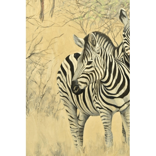 304 - TED HOEFSLOOT (1930-2013) 'ZEBRA AND YELLOW THORN', three Zebra are standing in an African landscape... 