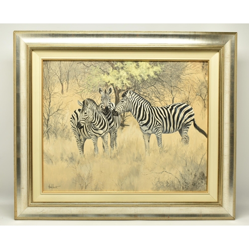 304 - TED HOEFSLOOT (1930-2013) 'ZEBRA AND YELLOW THORN', three Zebra are standing in an African landscape... 