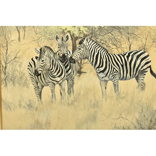 304 - TED HOEFSLOOT (1930-2013) 'ZEBRA AND YELLOW THORN', three Zebra are standing in an African landscape... 