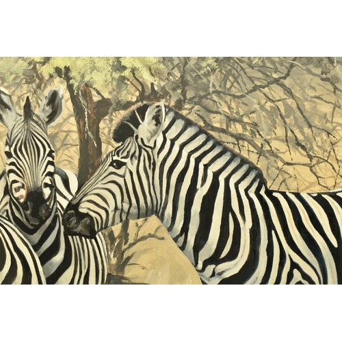 304 - TED HOEFSLOOT (1930-2013) 'ZEBRA AND YELLOW THORN', three Zebra are standing in an African landscape... 