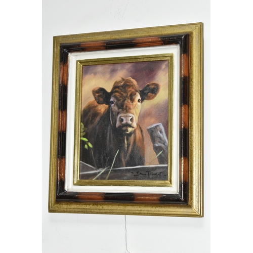 502 - JOHN TRICKETT (BRITISH 1951) PORTRAIT OF A BROWN COW, signed bottom right, oil on canvas, approximat... 