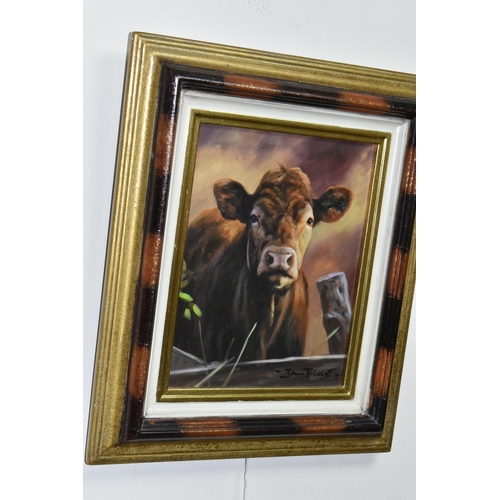 502 - JOHN TRICKETT (BRITISH 1951) PORTRAIT OF A BROWN COW, signed bottom right, oil on canvas, approximat... 