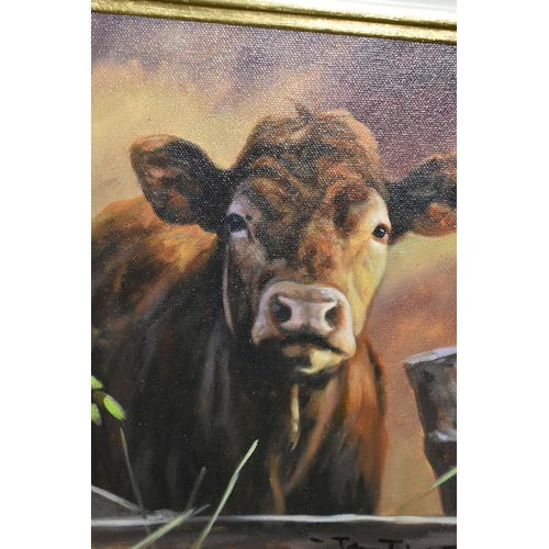 502 - JOHN TRICKETT (BRITISH 1951) PORTRAIT OF A BROWN COW, signed bottom right, oil on canvas, approximat... 