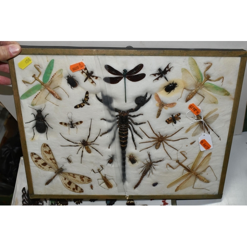 650 - TWO EARLY 20TH CENTURY GLAZED AND FRAMED CASES OF ENTEMOLOGY, specimens comprising praying mantis, d... 