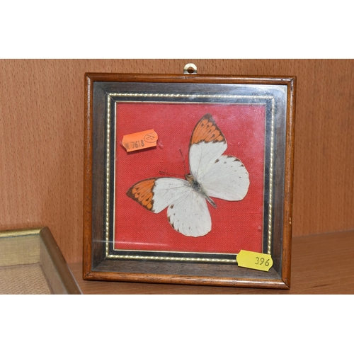 396 - ENTOMOLOGY: five glazed and framed butterfly and moth specimens, largest 27cm x20cm (case and butter... 