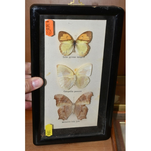 396 - ENTOMOLOGY: five glazed and framed butterfly and moth specimens, largest 27cm x20cm (case and butter... 