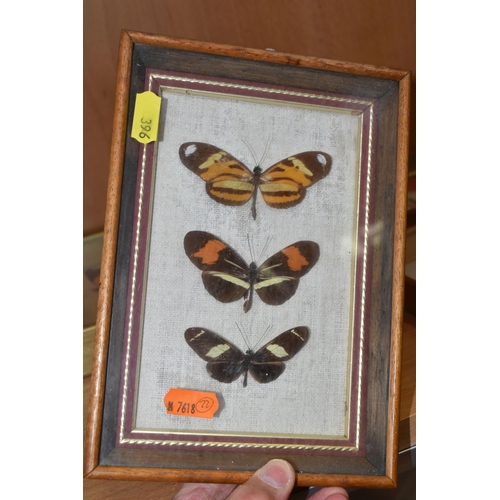 396 - ENTOMOLOGY: five glazed and framed butterfly and moth specimens, largest 27cm x20cm (case and butter... 