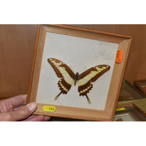 396 - ENTOMOLOGY: five glazed and framed butterfly and moth specimens, largest 27cm x20cm (case and butter... 