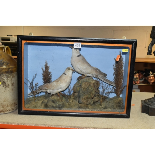 408 - TWO TAXIDERMY DOVES IN A DISPLAY CASE, featuring rock and foliage scene with two ring necked doves p... 