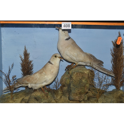 408 - TWO TAXIDERMY DOVES IN A DISPLAY CASE, featuring rock and foliage scene with two ring necked doves p... 