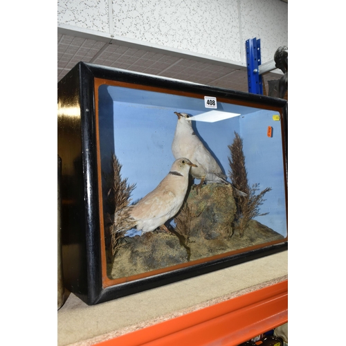 408 - TWO TAXIDERMY DOVES IN A DISPLAY CASE, featuring rock and foliage scene with two ring necked doves p... 