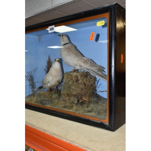 408 - TWO TAXIDERMY DOVES IN A DISPLAY CASE, featuring rock and foliage scene with two ring necked doves p... 