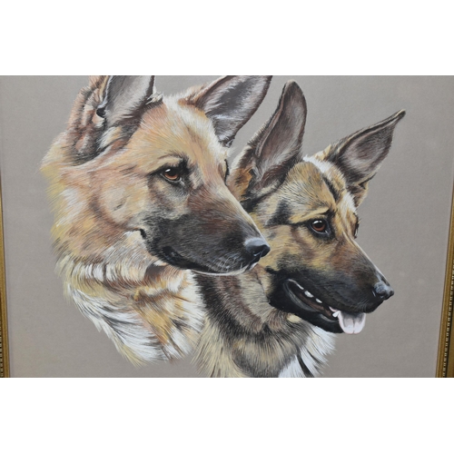 420 - SUE WARNER (CONTEMPORARY) ALSATIANS, portraits of two Alsatians, initialled and dated 1986 bottom ri... 