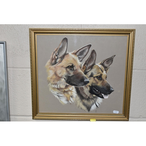 420 - SUE WARNER (CONTEMPORARY) ALSATIANS, portraits of two Alsatians, initialled and dated 1986 bottom ri... 