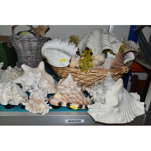 483 - A LARGE QUANTITY OF SEA SHELLS, to include two baskets and one box of large conch shells, star fish,... 