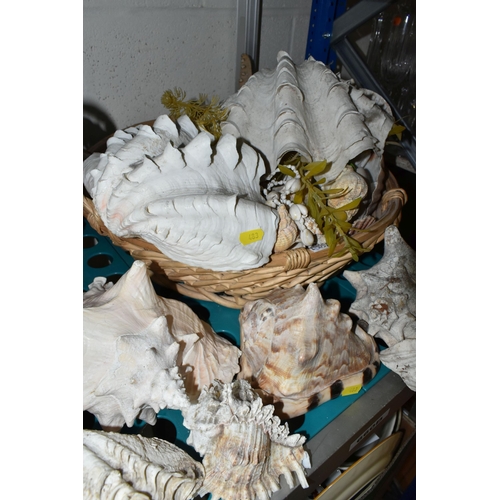 483 - A LARGE QUANTITY OF SEA SHELLS, to include two baskets and one box of large conch shells, star fish,... 