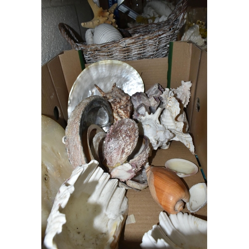 483 - A LARGE QUANTITY OF SEA SHELLS, to include two baskets and one box of large conch shells, star fish,... 