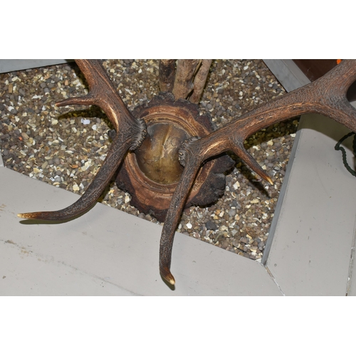 514 - A MOUNTED SET OF RED DEER ANTLERS, mounted on a natural wooden setting, ten points attached to part ... 