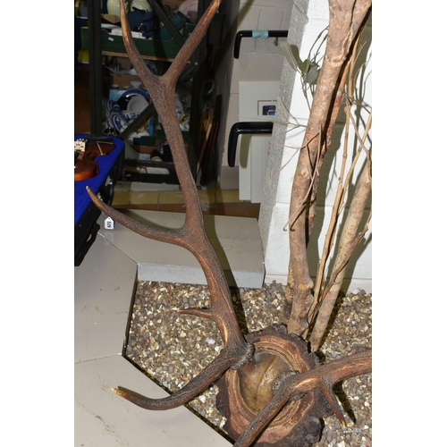 514 - A MOUNTED SET OF RED DEER ANTLERS, mounted on a natural wooden setting, ten points attached to part ... 