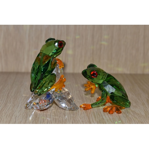 416 - A PAIR OF SWAROVSKI CRYSTAL PARADISE FROGS SCULPTURES, model no 5136807, in green, red and orange cr... 