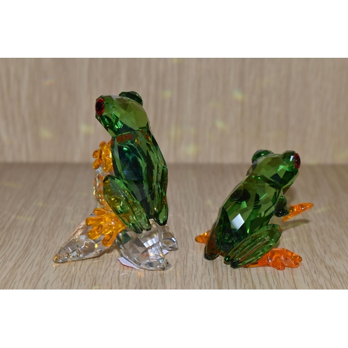 416 - A PAIR OF SWAROVSKI CRYSTAL PARADISE FROGS SCULPTURES, model no 5136807, in green, red and orange cr... 