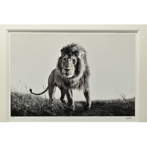 313 - ANUP SHAH (KENYA CONTEMPORARY) 'HUNTER', a signed artist proof edition photographic print of a lion,... 