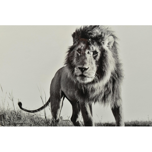 313 - ANUP SHAH (KENYA CONTEMPORARY) 'HUNTER', a signed artist proof edition photographic print of a lion,... 