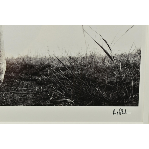 313 - ANUP SHAH (KENYA CONTEMPORARY) 'HUNTER', a signed artist proof edition photographic print of a lion,... 