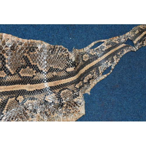 429 - A LARGE RETICULATED PYTHON SKIN, brown and cream colour, length 480cm (1) (Condition Report: signs o... 