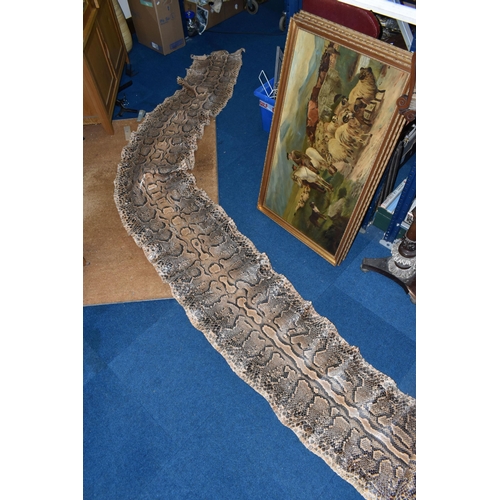 429 - A LARGE RETICULATED PYTHON SKIN, brown and cream colour, length 480cm (1) (Condition Report: signs o... 