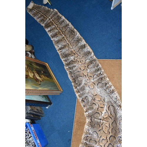 429 - A LARGE RETICULATED PYTHON SKIN, brown and cream colour, length 480cm (1) (Condition Report: signs o... 