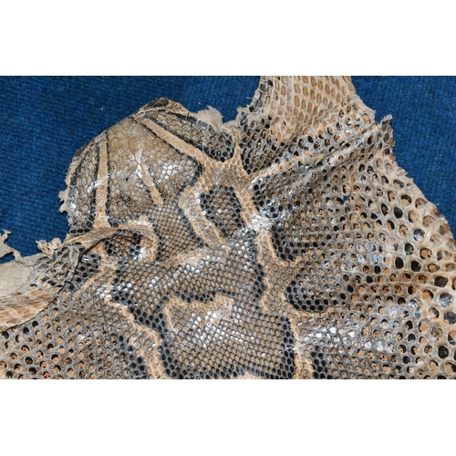 429 - A LARGE RETICULATED PYTHON SKIN, brown and cream colour, length 480cm (1) (Condition Report: signs o... 