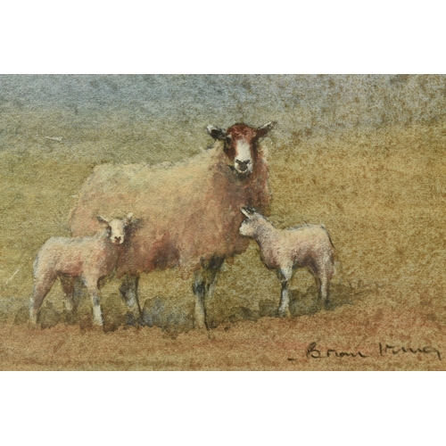 308 - BRIAN IRVING (1931-2013) 'EWE WITH TWINS', a depiction of sheep in a landscape setting, signed botto... 